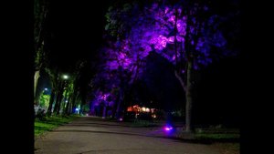 Подсветка деревьев на Русановской набережной