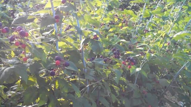 Черная малина Кумберленд. смотреть онлайн