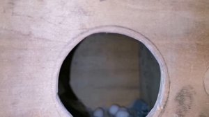 Попугаи Карелла. Первая кладка яиц. Пустые яйца.
