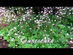 Камнеломка.  Дачные картинки.