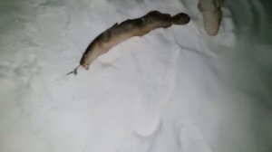 Рыбалка на Севере Забайкалья. Налим на стук весной на реке Чара. Март 2022 год