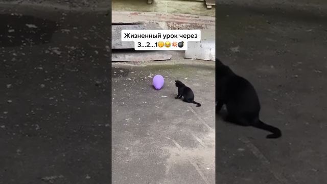 ЖИЗНЕННЫЙ УРОК для КОТА