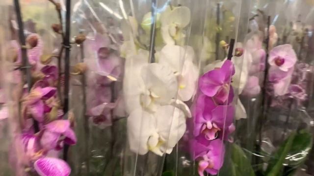 Орхидеи в ОБИ Москва Варшавка 28.02.23 смотреть онлайн