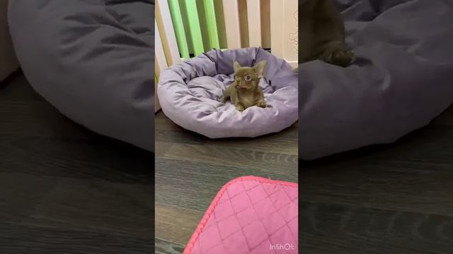 Шоколадка смотреть онлайн