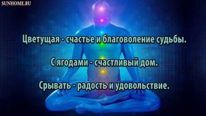 К чему снится Вишня (дерево) сонник, толкование сна