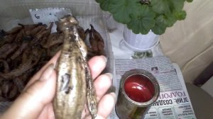 Георгины. Подготовка клубней георгин к зимовке в условиях благоустроенной квартиры.