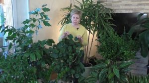 МОИ ЛУЧШИЕ КОМНАТНЫЕ ЦВЕТЫ, КОТОРЫЕ ВЫ ТОЧНО ПОЛЮБИТЕ!