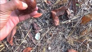 Необычные ОВОЩИ и ФРУКТЫ, о Которых ВЫ Даже и Не Слышали