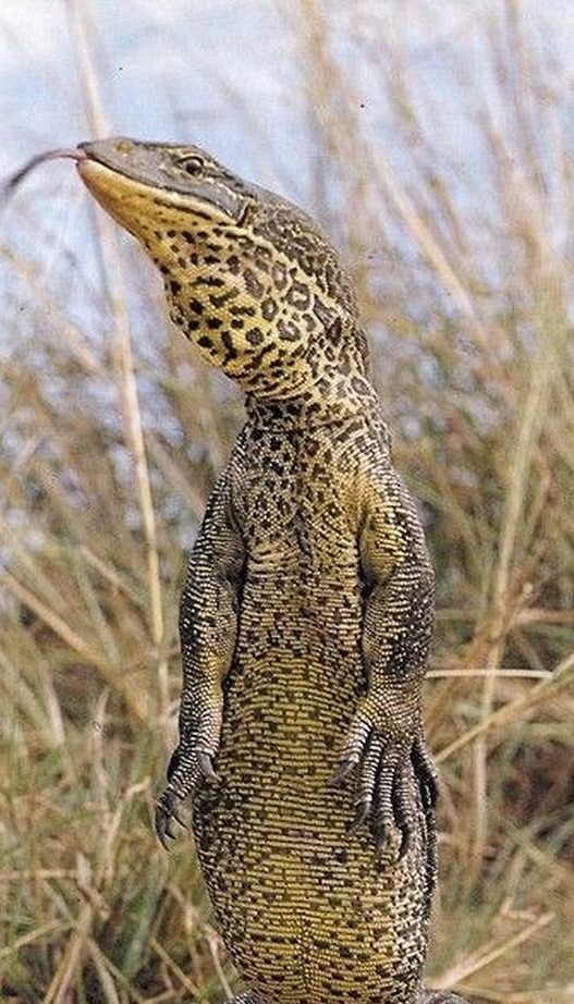 танцует ящирица смотреть онлайн