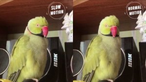 Что за звук?! (Slow motion, ожереловый попугай)