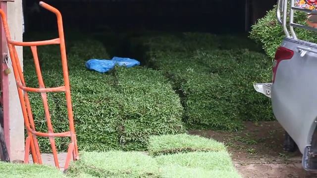 Как выращивают газон? Экскурсия на ферму с газоном where to buy a lawn in Phuket смотреть онлайн
