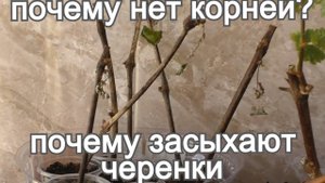 Виноград из черенков. Почему засыхает? Нет корней у черенков винограда.