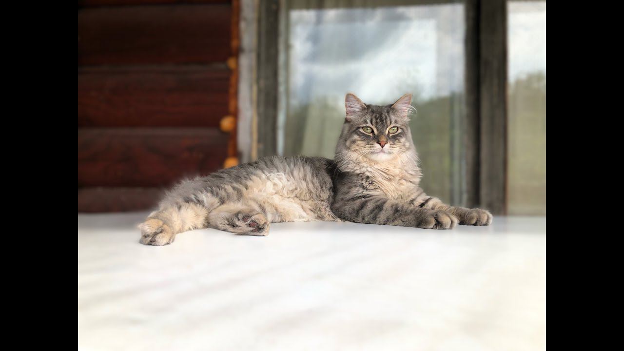 Сибирский кот  Добрыня из питомника Русская Фантазия ,9 месяцев