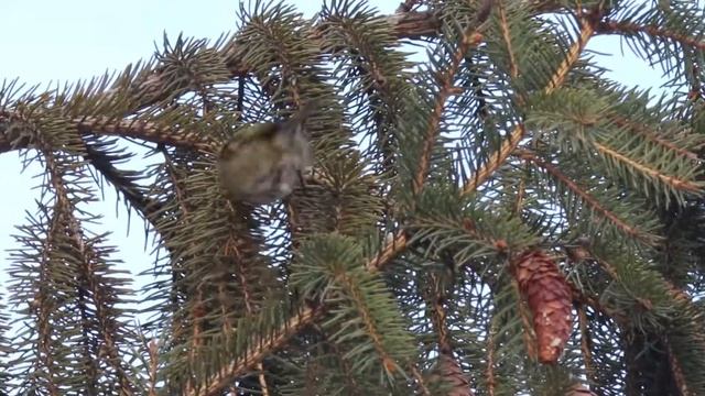 Королек желтоголовый смотреть онлайн