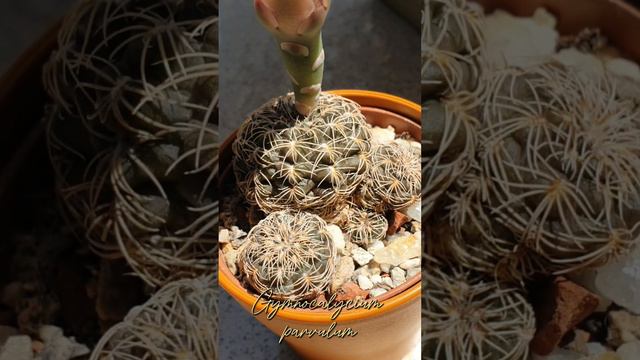 Gymnocalycium parvulum