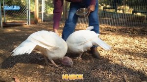 КАК ГОВОРИТ ИНДЮК / ЗВУКИ ИНДЮКА ?

#индюк #индейка #звуки_индюка #домашние_животные