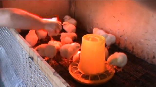 Как определить пол у суточного цыпленка Курочка или Петух Как узнать