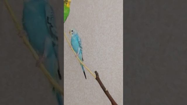 Волнистые попугаи, мальчик(синий) и девочка(зелёная) смотреть онлайн