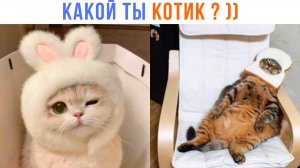 ТЕСТ: КАКОЙ ТЫ КОТИК? ))) | Приколы с котами | Мемозг 1464