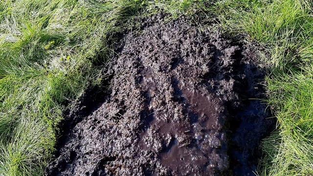 МОРОШКА.РАЗМНОЖЕНИЕ В САДУ В ПОДМОСКОВЬЕ. СОРТ НЮБЮ. Подготовка к посадке саженцев. смотреть онлайн