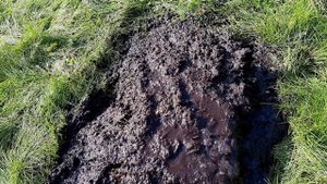 МОРОШКА.РАЗМНОЖЕНИЕ В САДУ В ПОДМОСКОВЬЕ. СОРТ НЮБЮ. Подготовка к посадке саженцев.