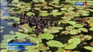 Новый дом обрели три сотни диких уток крякв из специального питомника