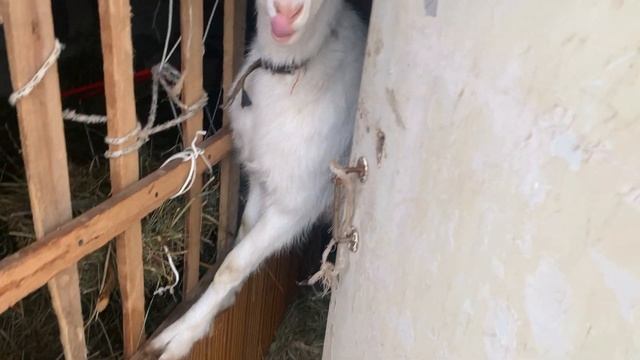 Мое хозЯйство ?козы,утки, жизнь на даче, все идёт своим чередом!!! смотреть онлайн