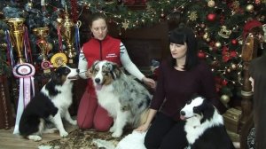 Австралийские овчарки   Аусси