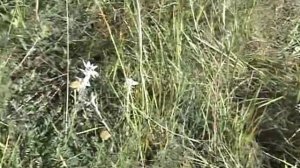 2005 долина ярлу- долина эдельвейсов.