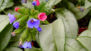 МЕДУНИЦА. ДЕКОРАТИВНОЛИСТВЕННАЯ И КРАСИВОЦВЕТУШАЯ. ООБЗОР СОРТОВ. Дачный креатив.