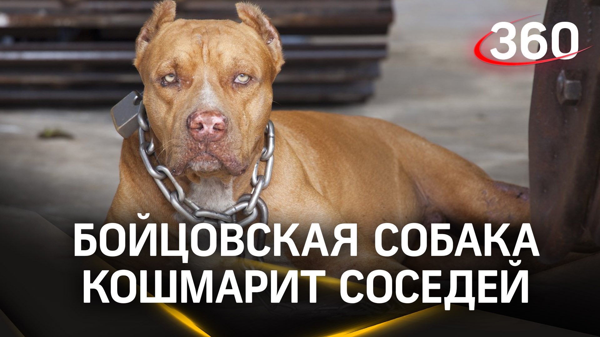 Стаффорд кошмарит дом во Владивостоке - на людей кидается и собака, и хозяйка