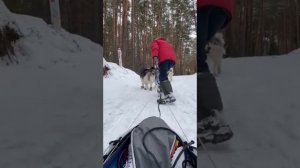 СНЕЖНЫЕ ПРИКЛЮЧЕНИЯ НА СОБАКАХ ХАСКИ #husky #short #ездовойспорт #хаски #тренировки