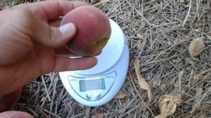 Персик Рубі Принц. Peach Rubee Prince. Стабільний, невибагливий, гарний...