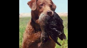 Топ 5 чесапик-бэй-ретривер