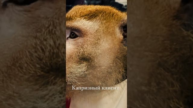 Капризный клиент!!