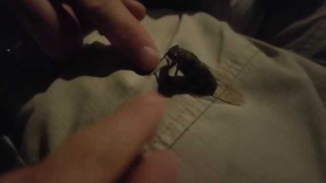 цикада в Тайланде а отеле Остров Ланта 2921 декабрь смотреть онлайн