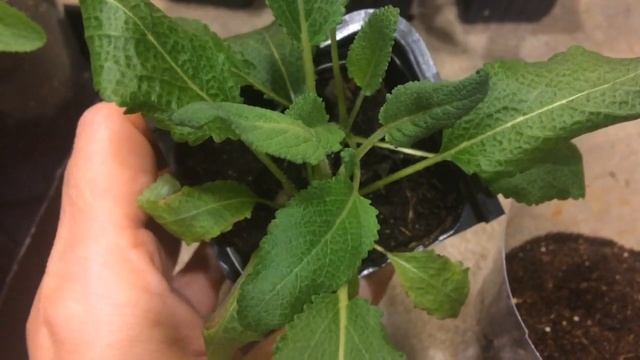 Шалфей 07.03.18 Перевалка рассады шалфея