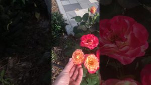 Роза Марсель эн Флерс (Marseille en Fleurs)