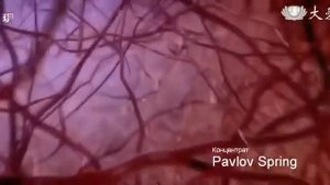 Как работает и где изготавливают продукцию Global Trend Company