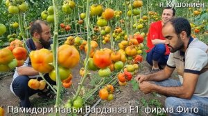 Памидори ( тамат ) Варданза F1 Фирма Фито дар гармхонаи худам шинондем рӯзҳои наздик бозор мебароре