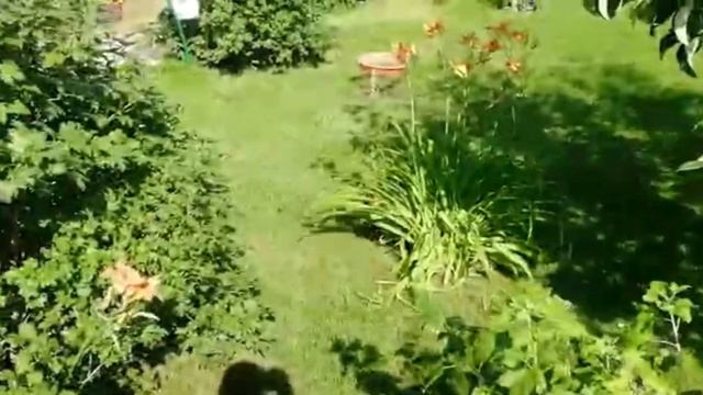 Каракалы, бенгалы, Азиатский леопардовый кот Лайк смотреть онлайн