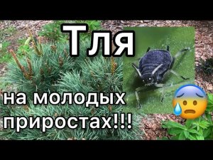 Вредители хвойных. Срочная помощь.Надежное средство от муравьев в саду. Дневник садовода