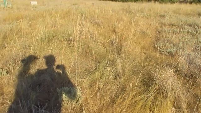 Тайна "ДРЕВНЕГО КЛАДБИЩА" Поиск "КАЗАЦКИХ КРЕСТОВ!!!" Кладоискатели - Украина! Коп 2020.