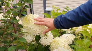 Гортензия метельчатая Фантом. Надежный сорт с гигантскими соцветиями