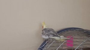 смешное видео о животных. корелла поет, корелла говорит, #попугай корелла, попугаи приколы