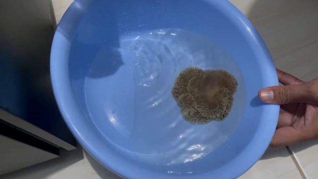 Anemon Karpet untuk Nemo смотреть онлайн