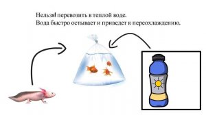 Транспортировка рептилий и амфибий