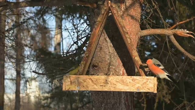 Снегирь. #nikon #120fps #nikonz30 #birdwatching #baikal  #baikal_birds #птицы_байкала #Bullfinch смотреть онлайн