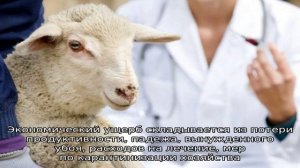 Оспа у овец