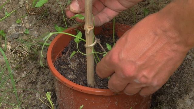 Clematis durch Absenker vermehren